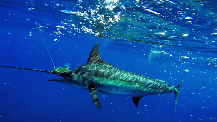 Blå marlin som simmar under vattnet bredvid draget