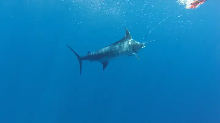 Blå marlin under vattnet i klart Atlantvatten