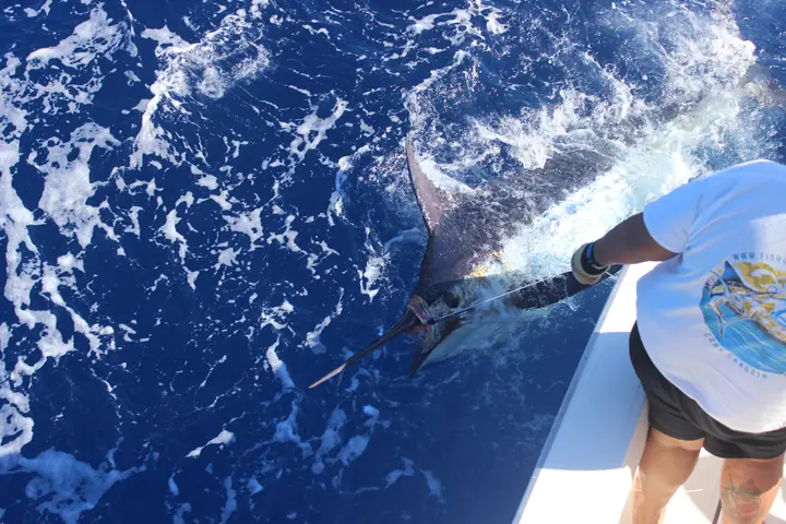 Besättningen släpper tillbaka en blå marlin vid båtsidan