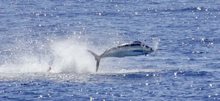 Blå marlin som hoppar helt ur vattnet