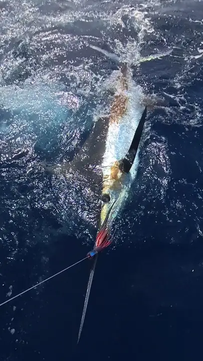 Blå marlin sedd ovanifrån med spänd lina