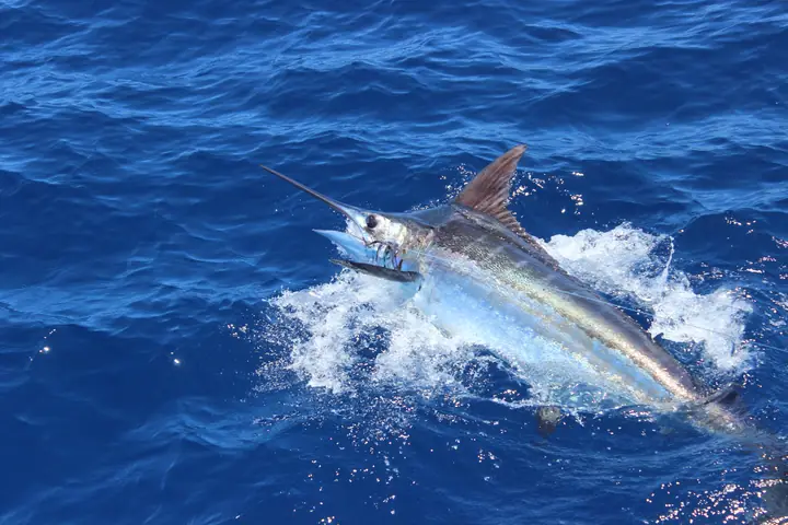 Blå marlin som hoppar i en kaskad av vitt vatten