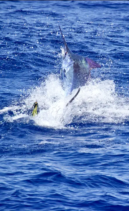 Blå marlin som dansar på stjärten utanför sydkusten