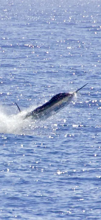 Blå marlin som hoppar på kroken