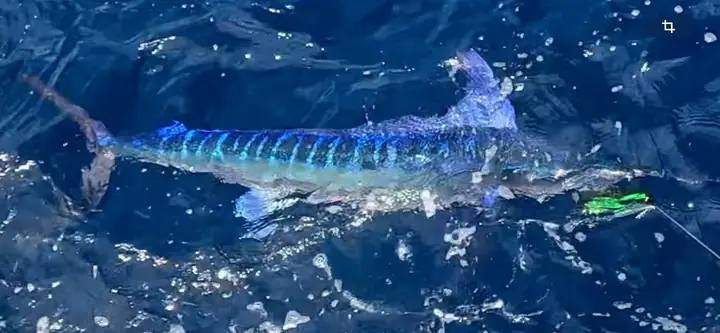 Blå marlin i full färgprakt som visar sina ränder vid båten
