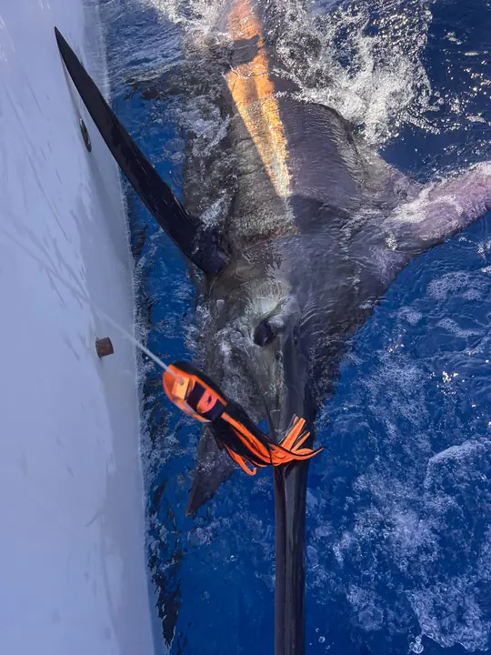 Närbild på en blå marlins spjut vid båtsidan