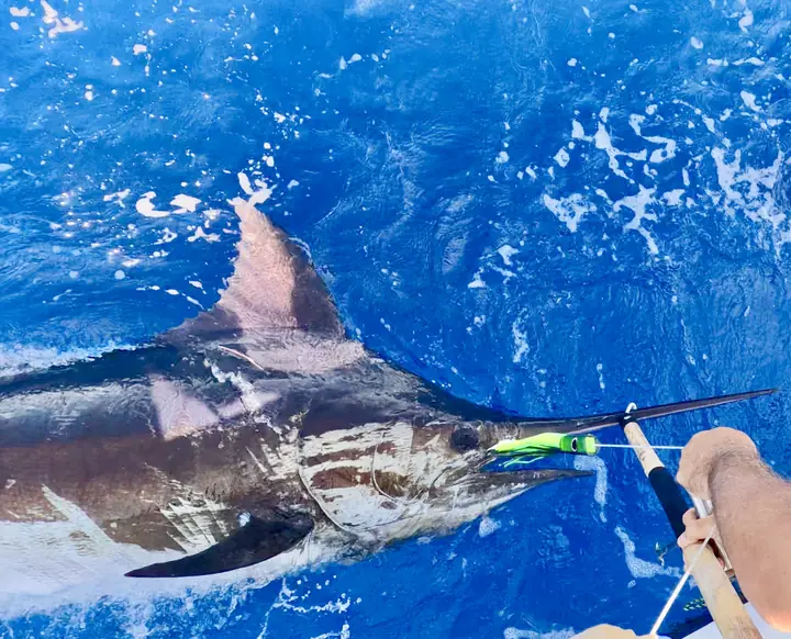 Blå marlin längs båtsidan innan den släpps tillbaka