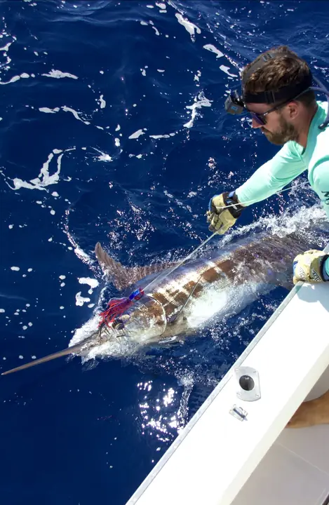 Besättningen tar tafsen på en blå marlin vid båtsidan