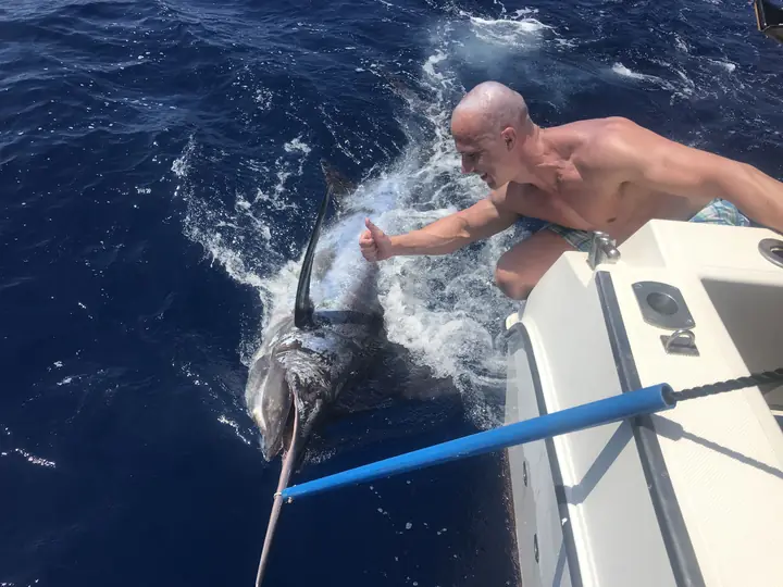 Fiskare som greppar en blå marlin i spjutet vid aktern