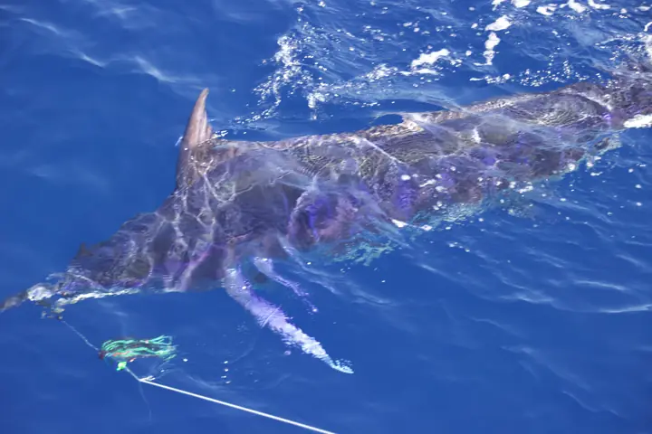 Blå marlin som simmar bredvid båten