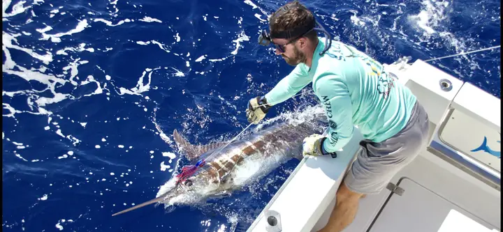 Besättningen släpper tillbaka en strimmig marlin vid båten