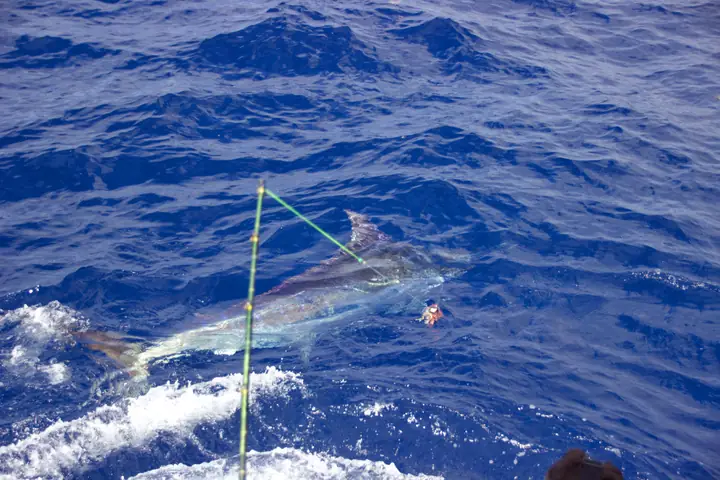 Blå marlin vid tafsen i djupblått vatten