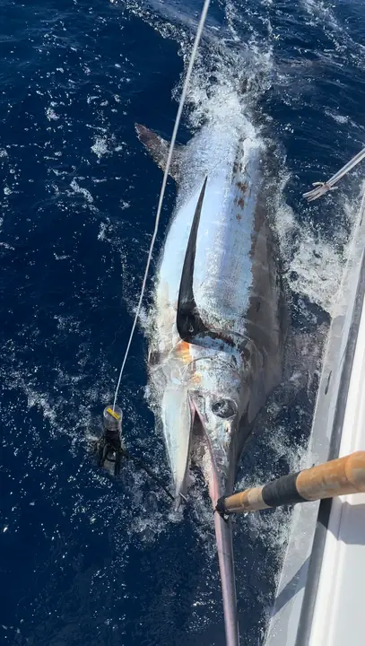 Blå marlin vid båten sedd ovanifrån