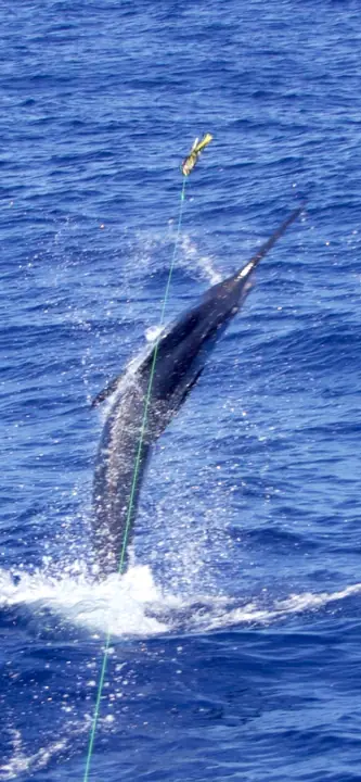 Blå marlin som hoppar på kroken