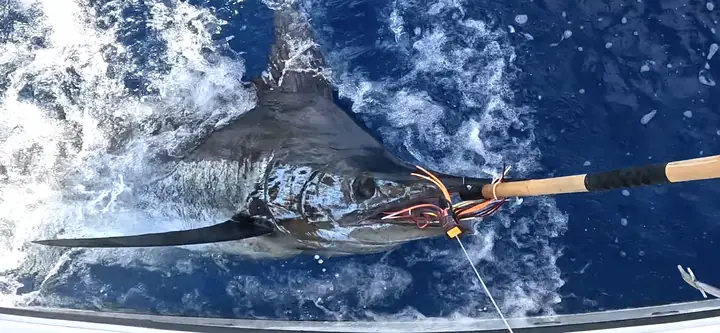 Blå marlin vid båtsidan, redo att släppas tillbaka