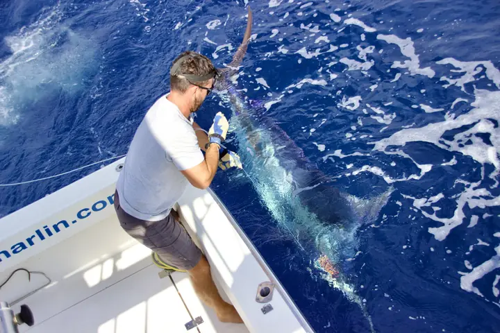 Besättningen håller en marlin vid aktern