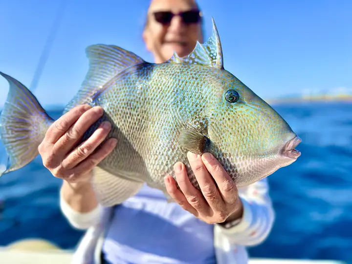 Tryckarfisk från en bottenfisketur