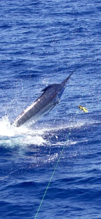 Blå marlin som hoppar bakom båten