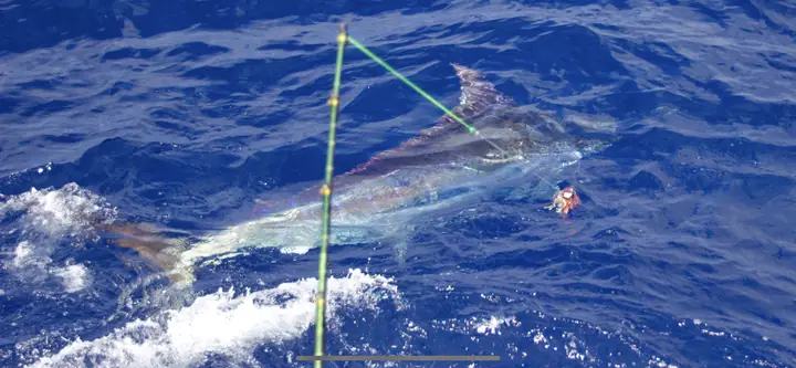 Blå marlin med linan i vattnet