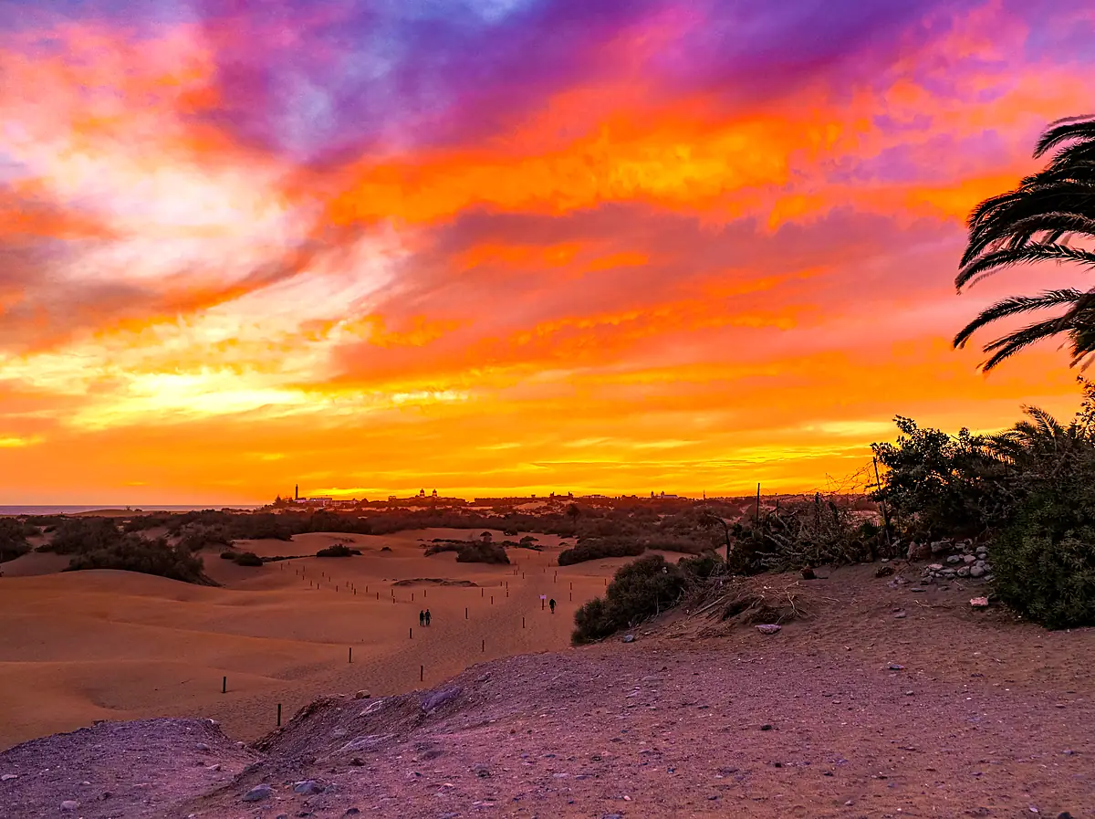 Solnedgång över naturreservatet Maspalomas sanddyner med palmer