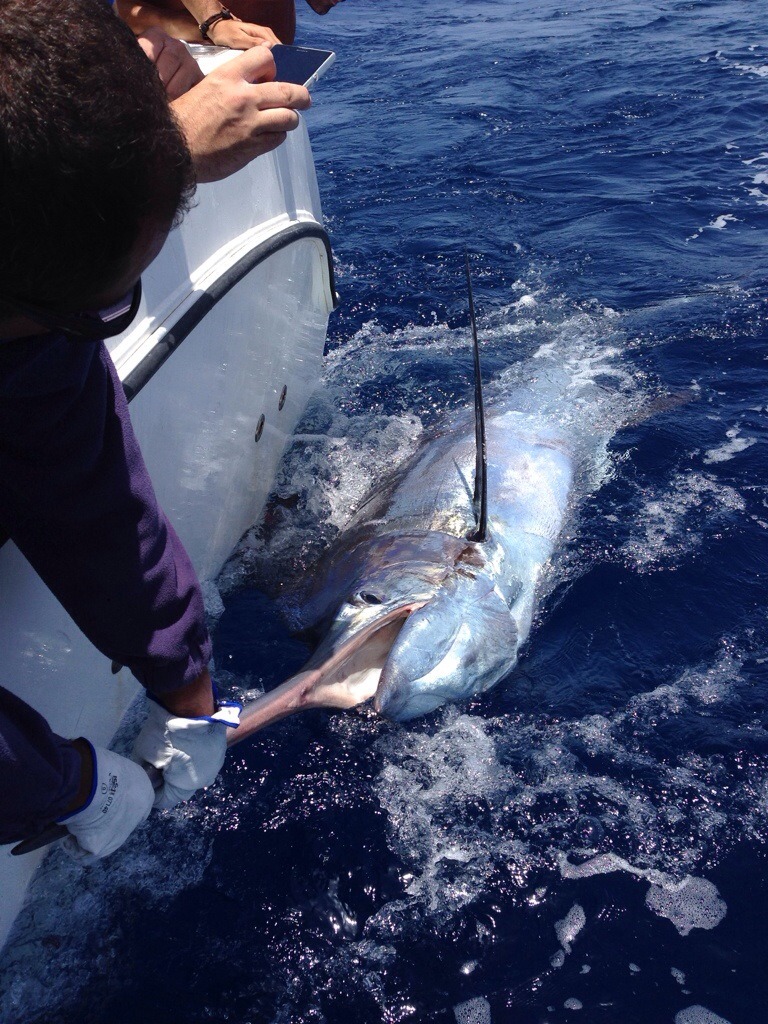 Blue and White Marlin released - Fish On!