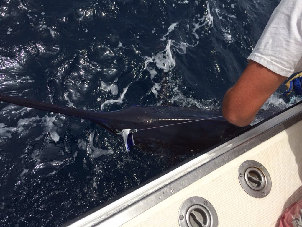 First Blue Marlin released in Gran Canaria 2015. May 15th - Fish On!