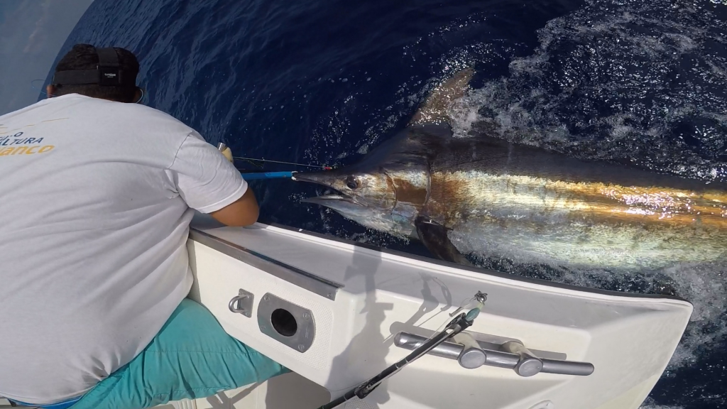 850 pounds Blue Marlin! - Fish On!