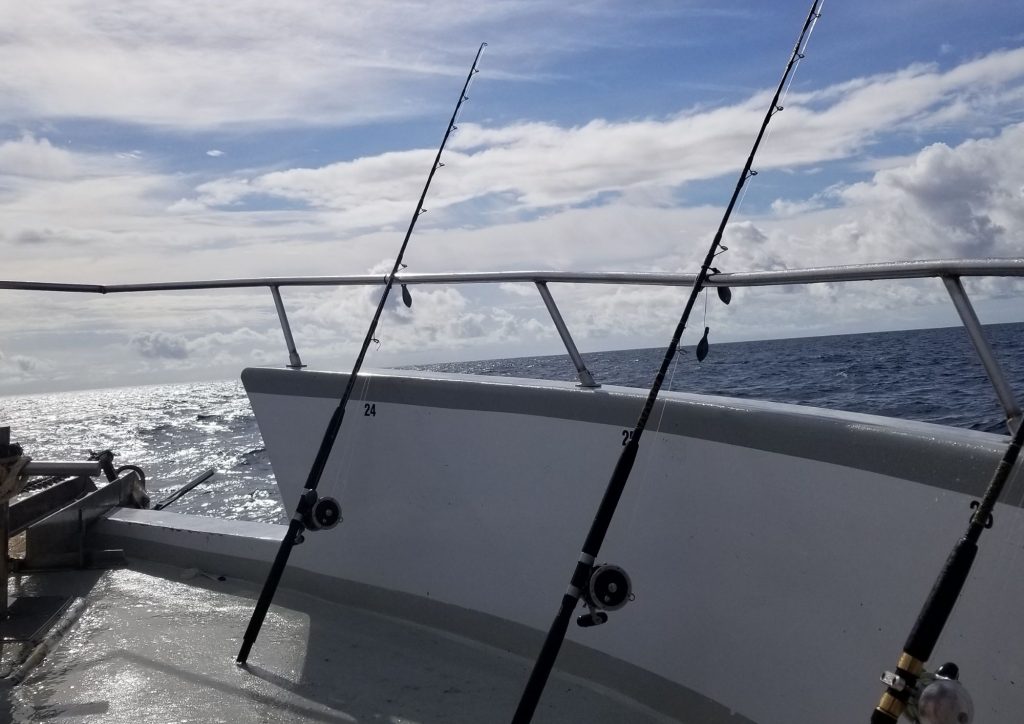 Blue Marlin Fish