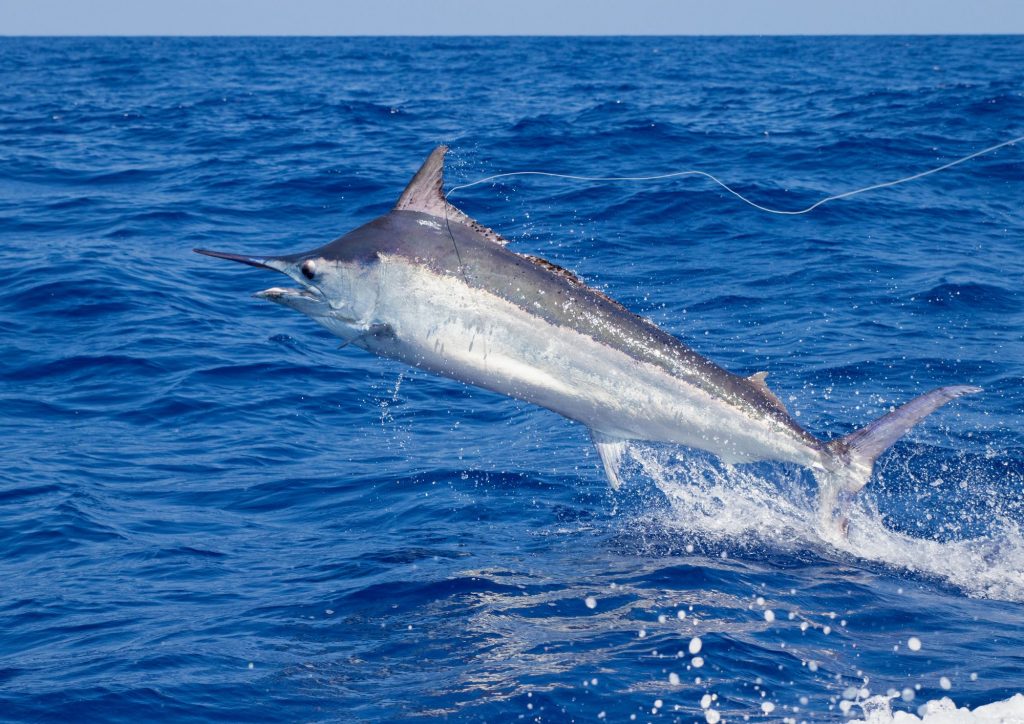 Blue Marlin Fish