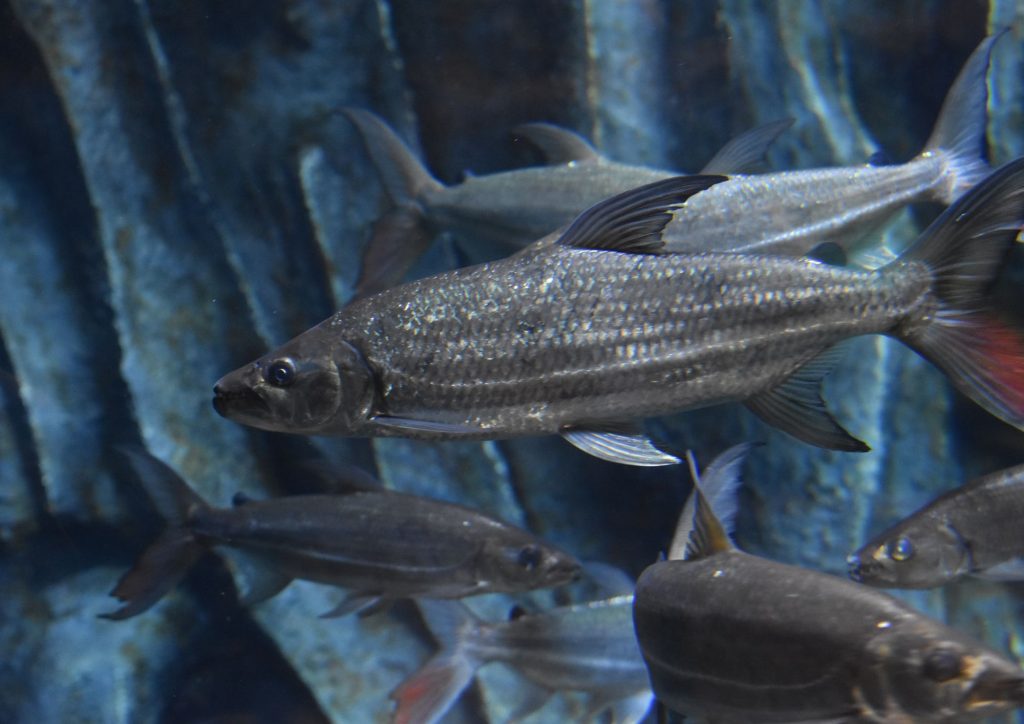 Fishing Gran Canaria