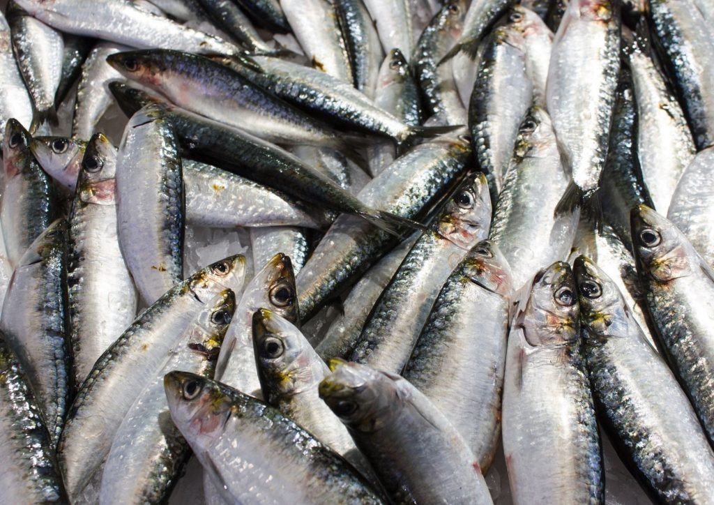 Bass Fishing gran canaria